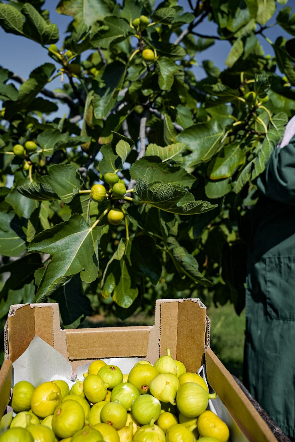 Marmellata di fichi 230g  - Aura